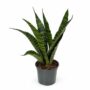 Sansevieria Trifasciata Black Coral