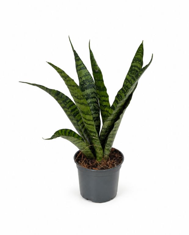 Sansevieria Trifasciata Black Coral