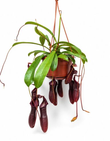 Nepenthes Monkey Jars Bill
