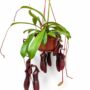 Nepenthes Monkey Jars Bill