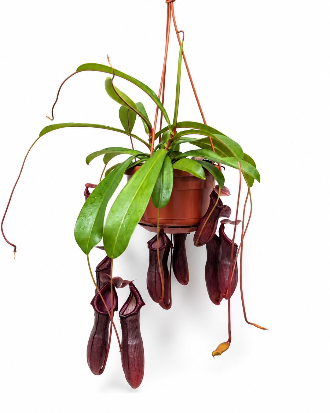 Nepenthes Monkey Jars Bill