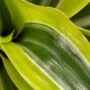 Dracaena Lemon Surprise