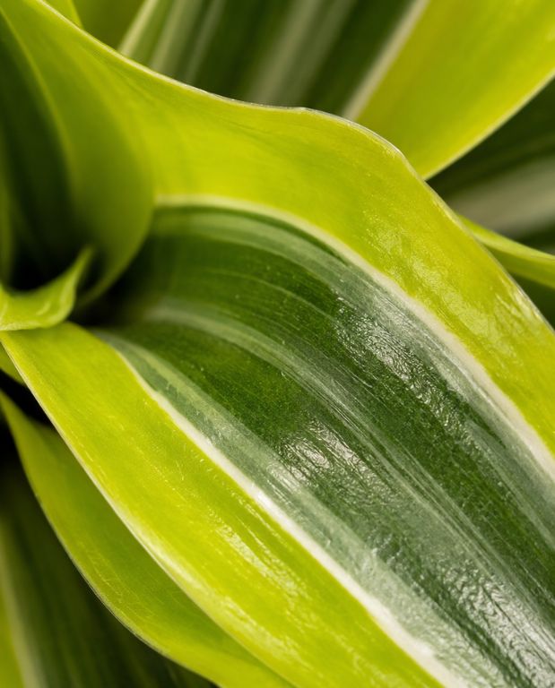 Dracaena Lemon Surprise