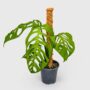 Monstera epipremnoides esqueleto