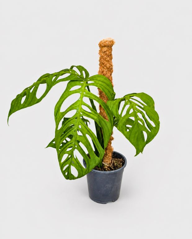 Monstera epipremnoides esqueleto