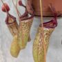 Nepenthes Monkey Jars Sam