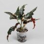 Begonia Maculata Black Forest