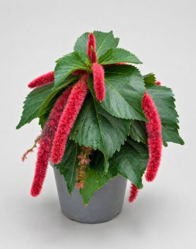 Acalypha Hispida Pink