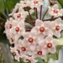 Hoya Carnosa Gracilis fleur
