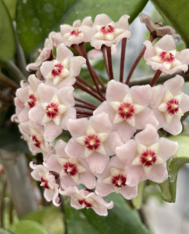 Hoya Carnosa Gracilis fleur