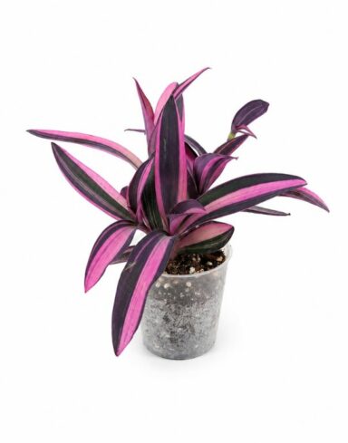 Tradescantia Pallida Purple Heart