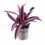 Tradescantia Pallida Purple Heart