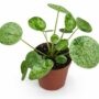 Pilea Peperomioides Mojito