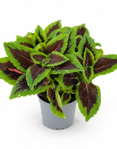 Coleus Alligator Alley