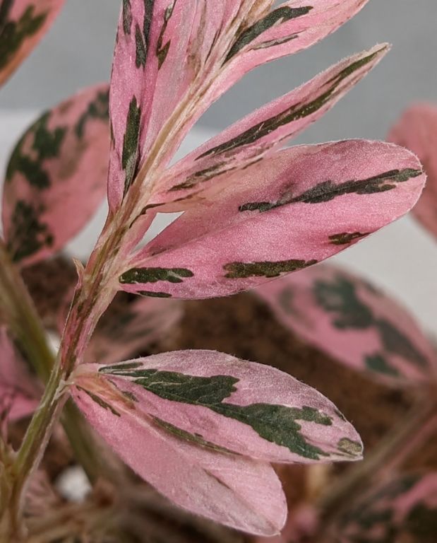 Phyllanthus Urinaria Variegata
