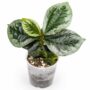 Elatostema Vittatum