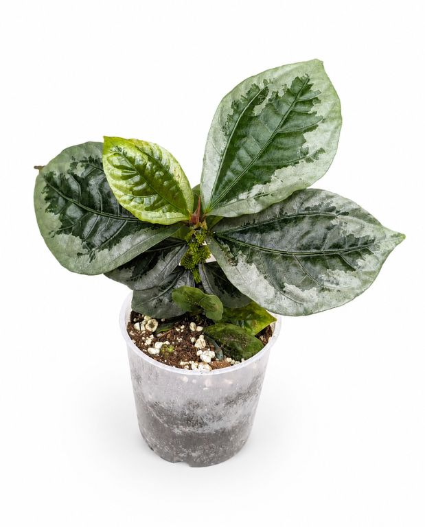 Elatostema Vittatum