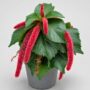 Acalypha Hispida Pink