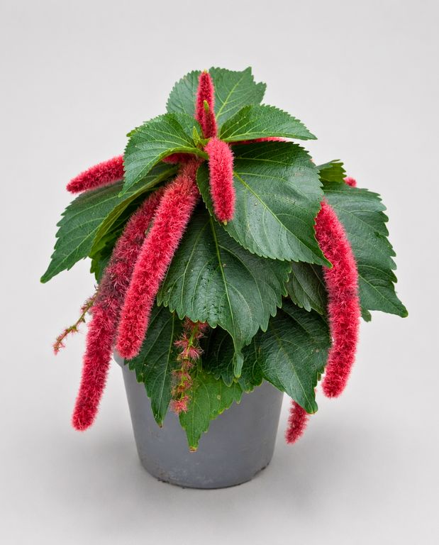 Acalypha Hispida Pink