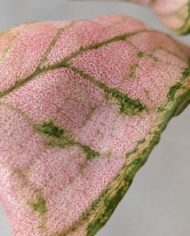 Syngonium Pink Rolli