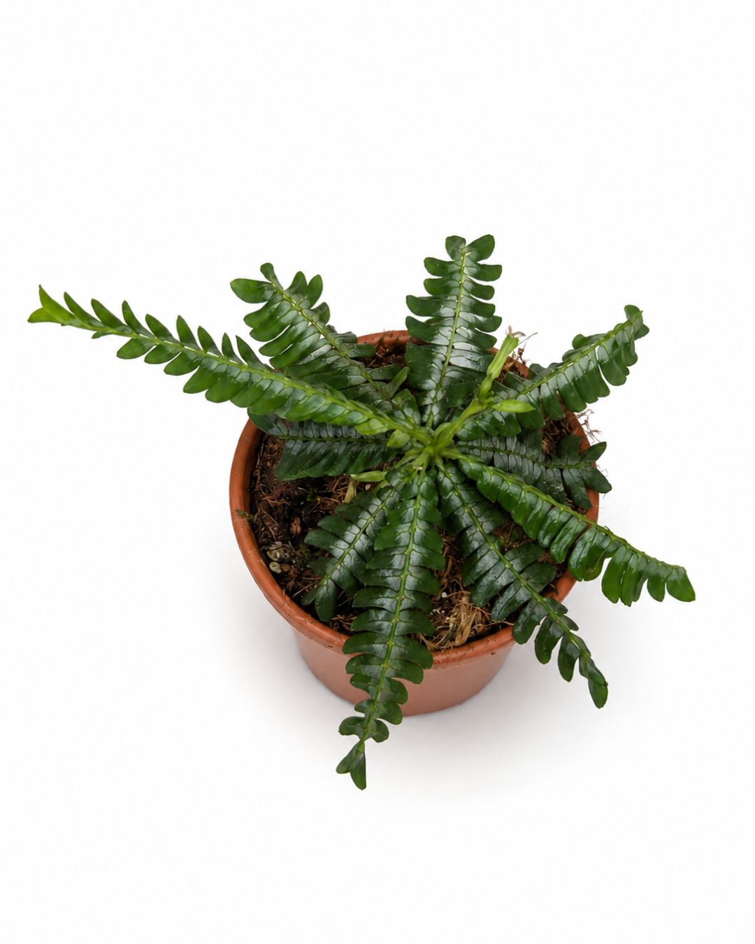 Biophytum sensitivum Zenkeri