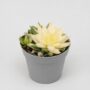Haworthia Marumiana Variegata