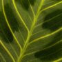 Maranta Leuconeura Golden Veins
