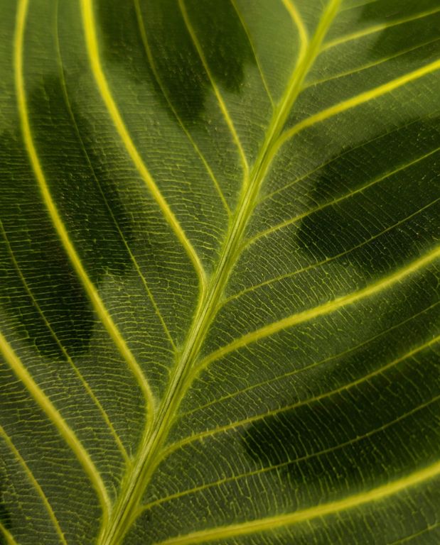 Maranta Leuconeura Golden Veins