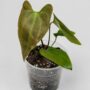Anthurium Napo