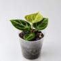 Anthurium Dorayaki
