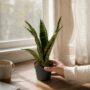 Sansevieria Trifasciata Black Coral