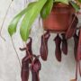 Nepenthes Monkey Jars Bill