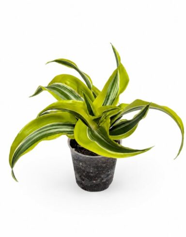 Dracaena Lemon Surprise