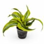 Dracaena Lemon Surprise