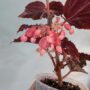 Begonia Hovaria Pink Linda