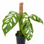 Monstera epipremnoides esqueleto