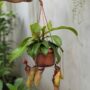 Nepenthes Monkey Jars Sam