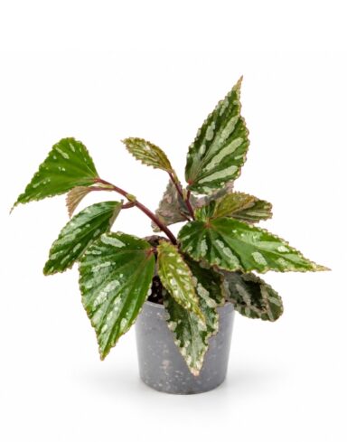 Begonia Julau