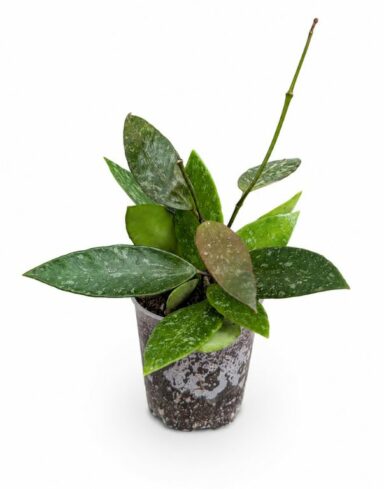 Hoya Carnosa Gracilis