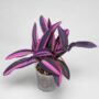 Tradescantia Pallida Purple Heart