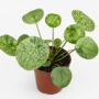 Pilea Peperomioides Mojito