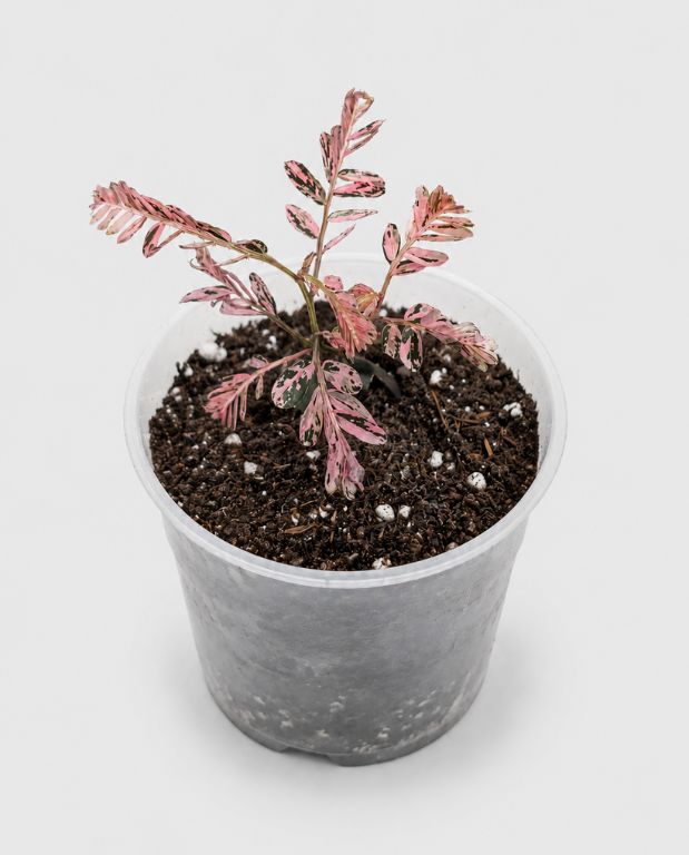 Phyllanthus Urinaria Variegata