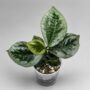 Elatostema Vittatum