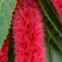 Acalypha Hispida Pink