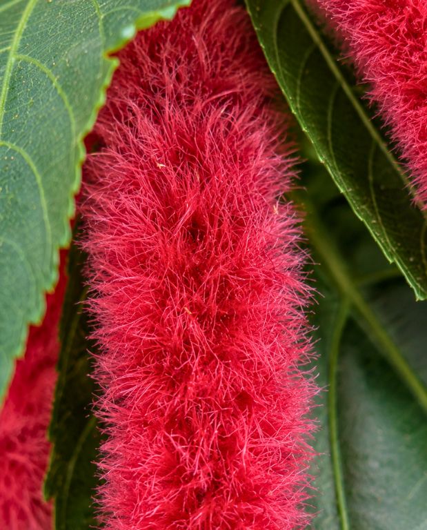 Acalypha Hispida Pink