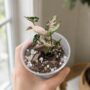 Syngonium Pink Rolli