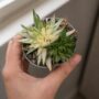 Haworthia Marumiana Variegata