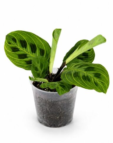 Maranta Leuconeura Golden Veins