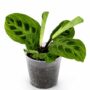 Maranta Leuconeura Golden Veins