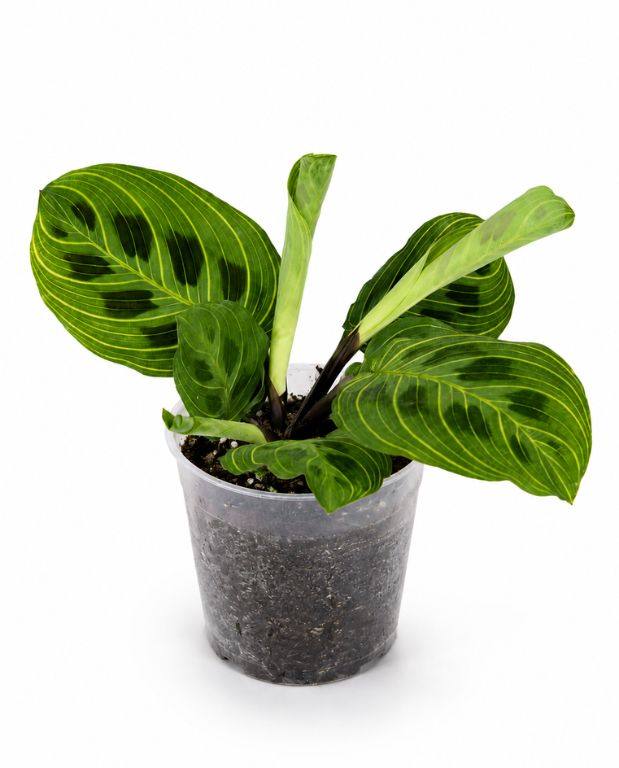 Maranta Leuconeura Golden Veins
